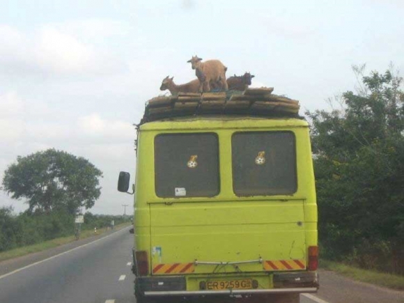 Sheep on a truck